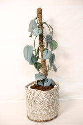Scindapsus pictus sp. "Silver Platinum"